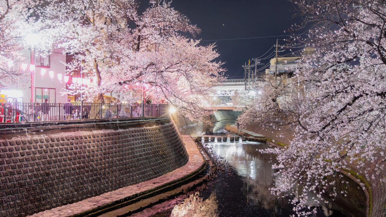Cherry trees in full bloom lit at night along a canal, petals floating on the water