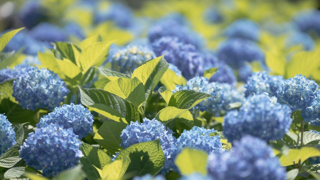 Blue hydrangeas in full flower against bright green leaves
