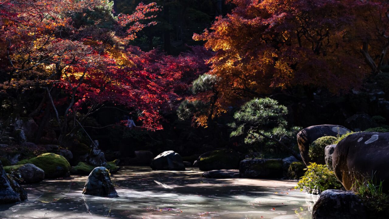 Red and orange maples above a garden pond in late autumn