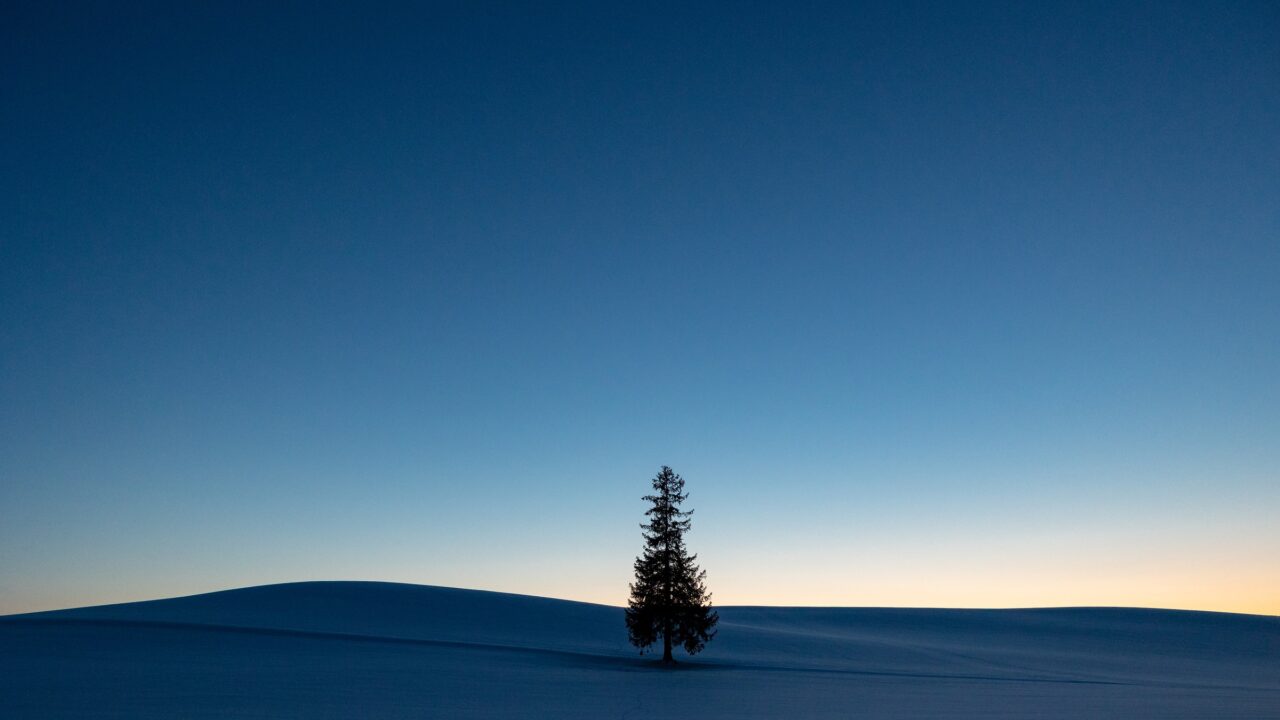 A single conifer standing alone in a smooth field of snow