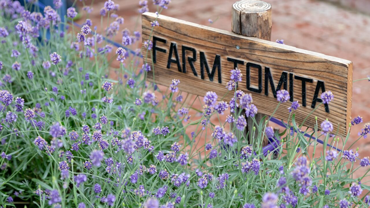 Rows of lavender in flower in front of a brick building
