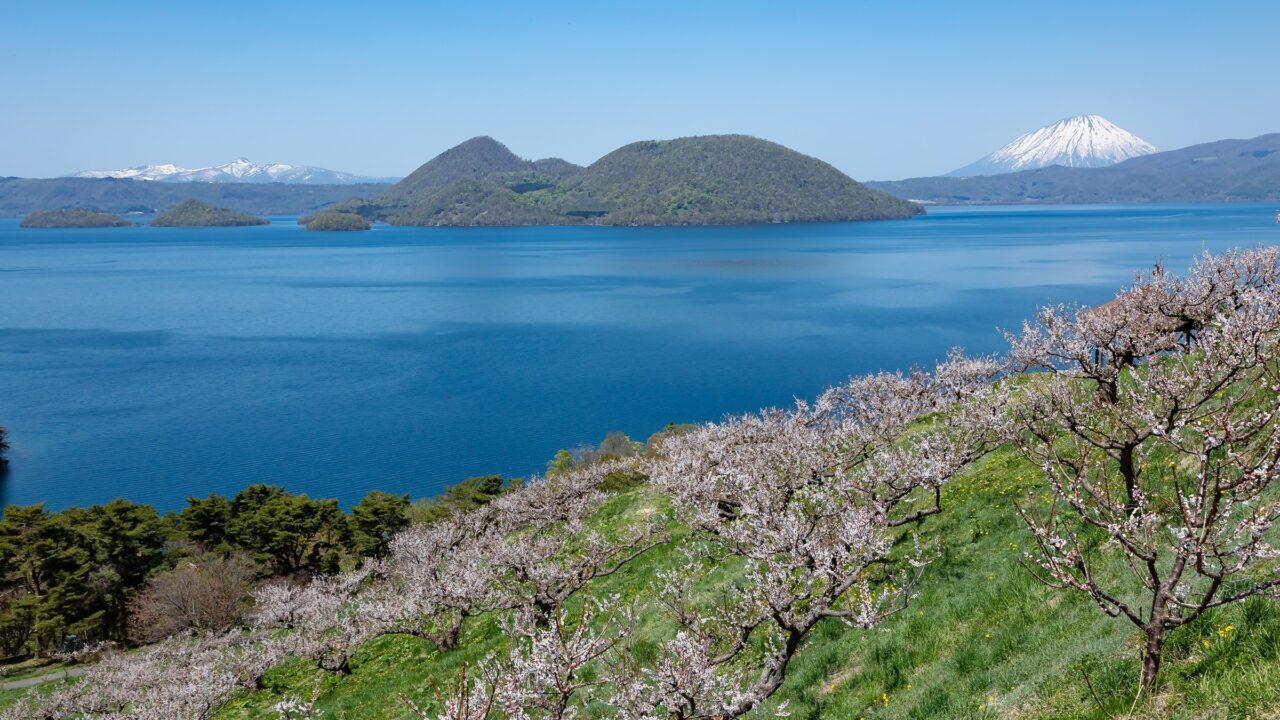 Cherry trees in bloom on a slope above a lake with a volcano beyond