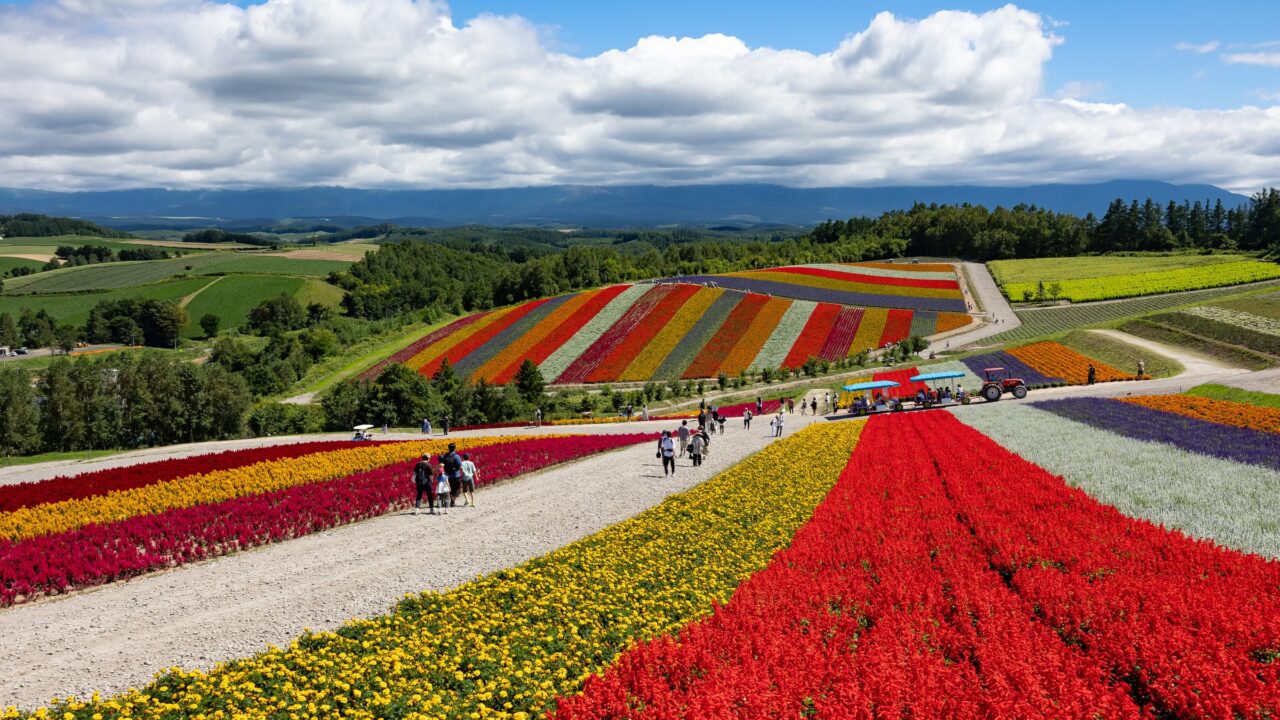 Wide bands of red, yellow and purple flowers planted across rolling hills