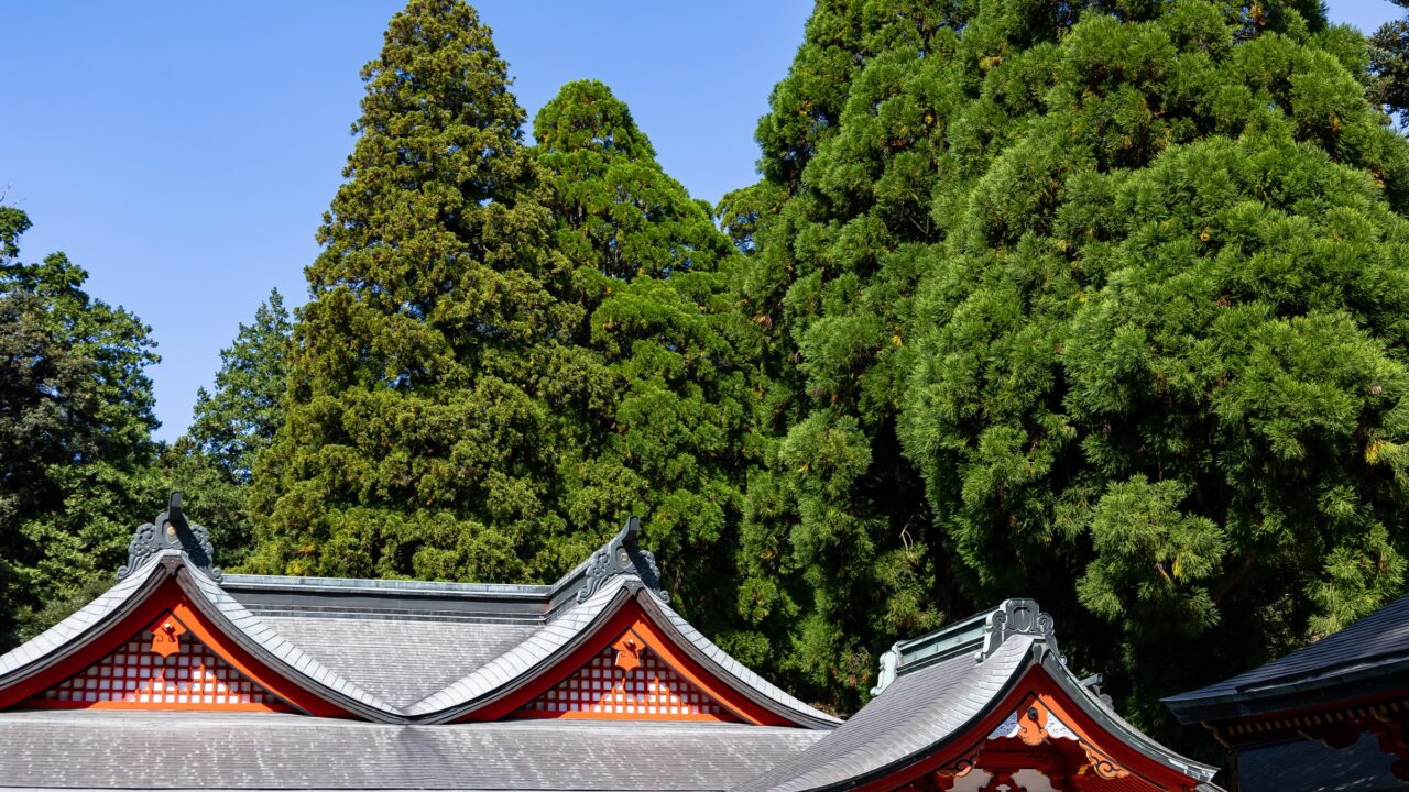 The tiled roof of a vermilion shrine hall against tall cedar trees