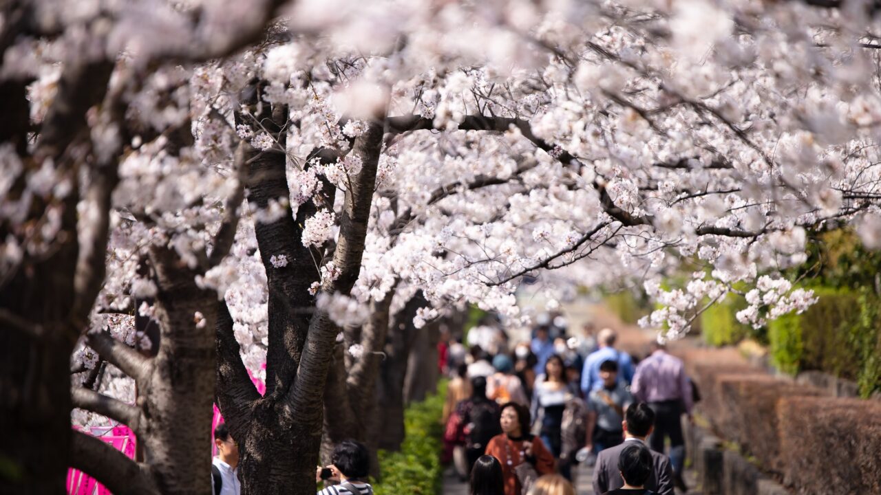 A crowded path under cherry trees in full bloom