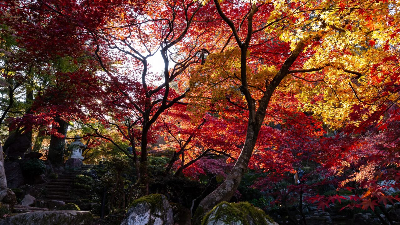 Red and orange maples above moss and rocks in a garden