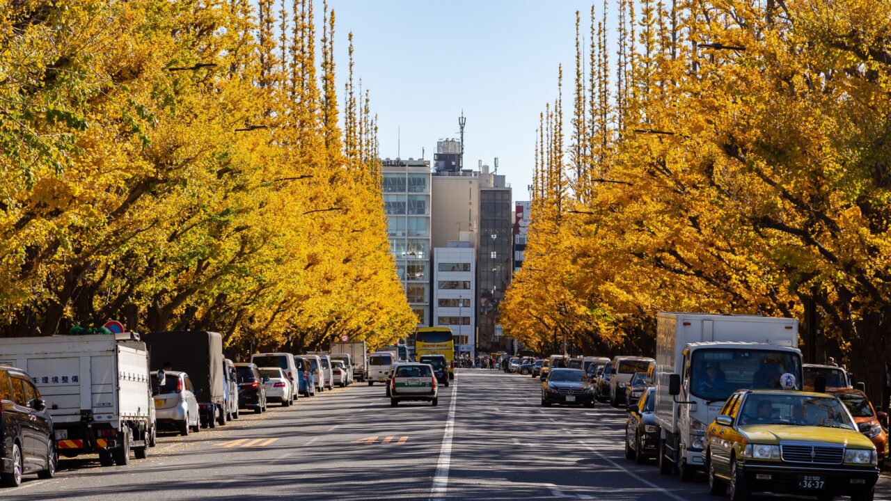 An avenue of ginkgo trees in full yellow, framing a distant building